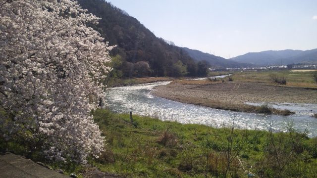 桜と保津川
